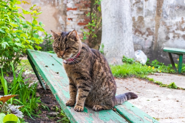 Um velho gato de rua surrado sem olho, Gato selvagem sem-teto com mutilações