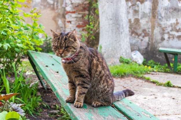 Um velho gato de rua surrado sem olho, Gato selvagem sem-teto com mutilações