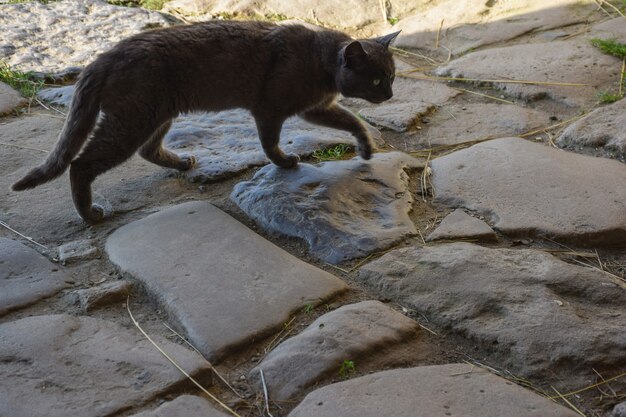 Um velho gato sem-teto cinza caminha ao longo da velha calçada de pedra com pedras de vários formatos. Vista lateral