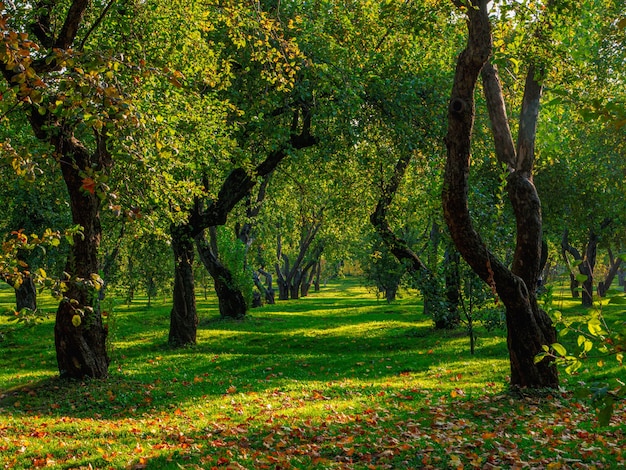 Foto um velho pomar de maçãs, árvores em uma fileira em um gramado verde.