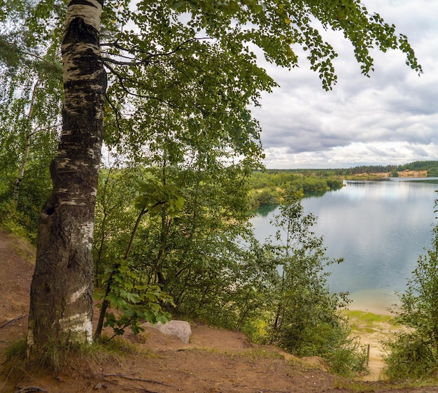 Foto um velho tronco de bétula na margem alta do lago