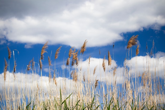 Um vento uma tempestade agita panículas de junco planta aquática miscanthus chinês