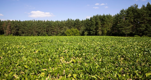 Um verdadeiro campo agrícola onde uma nova safra de beterraba sacarina é cultivada