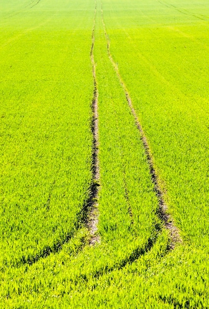 Um verdadeiro campo de trigo orgânico verde com sulcos de tarnsport agrícola