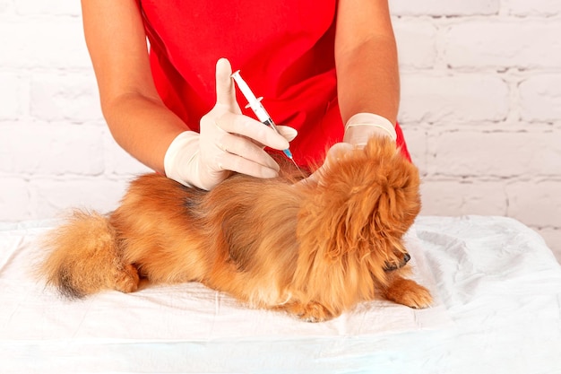 Foto um veterinário dá uma injeção ao cão