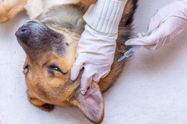 Um veterinário dá uma injeção em um cão doente