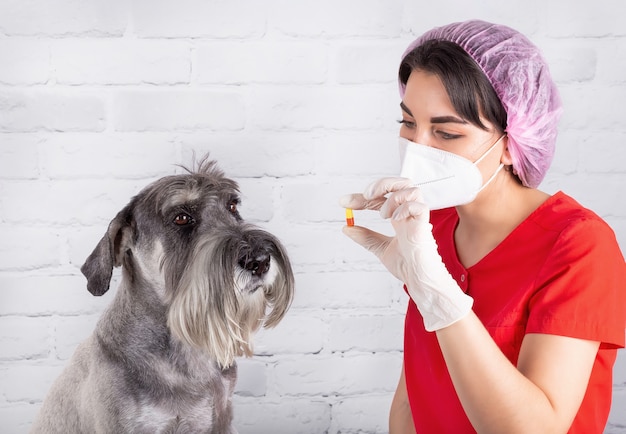 Um veterinário dá uma pílula a um cão doente