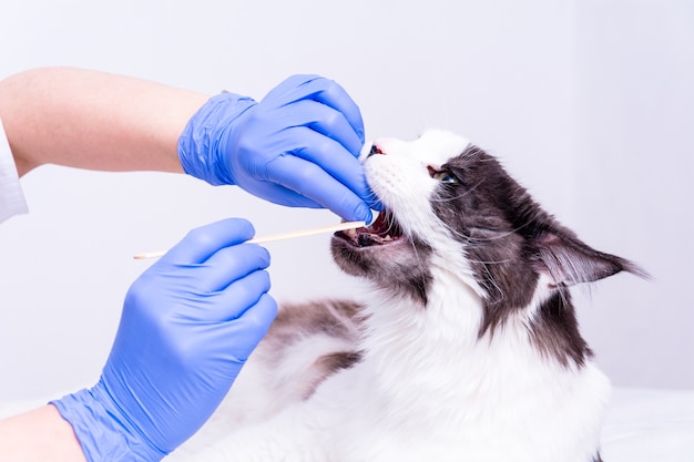 Um veterinário de jaleco branco e luvas médicas azuis dá remédio a um gato Maine Coon e segura sua boca com uma espátula médica