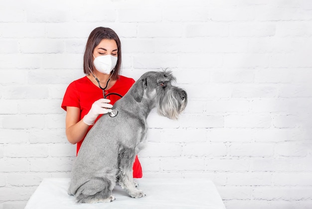 Um veterinário em uma máscara protetora e luvas examina o cão durante uma consulta na clínica