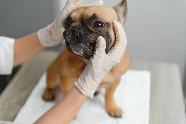 Um veterinário examina um cão Foco seletivo no cão Foto de alta qualidade