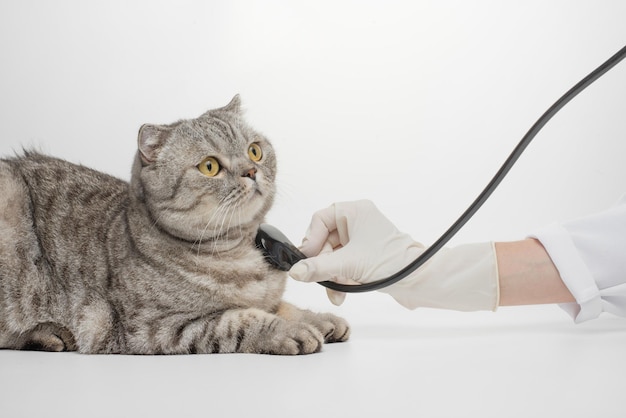 Um veterinário faz uma verificação em um gato muito bonito Em um fundo branco com um espaço para inscrição isolar