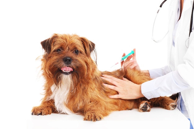 Um veterinário injetando um cachorro sobre um fundo branco