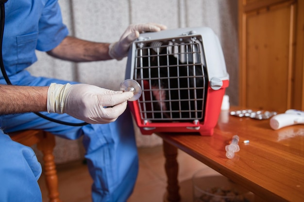 Um veterinário segura um estetoscópio enquanto examina um gato na gaiola de saúde animal de estimação