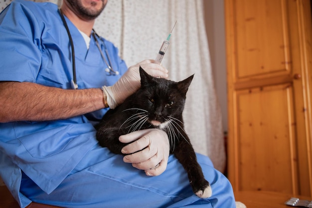 Um veterinário vacina um gato durante uma visita ao médico em casa