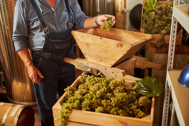 um vinicultor colocando uvas brancas em um triturador de uvas