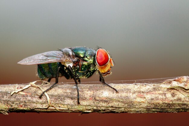 um voa (Diptera) no ramo marrom.