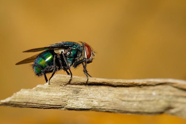 Um voa (diptera) no ramo marrom.