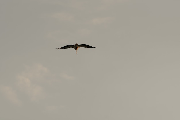 Um voo de uma cegonha solitária no fundo do céu do sol à noite.