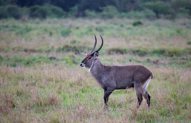 Um waterbuck caminha pelas pastagens da savana queniana