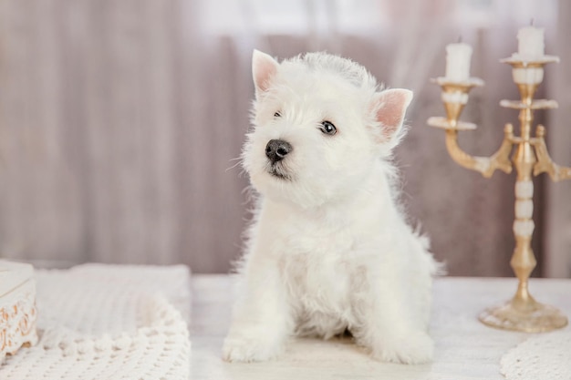 Um West Highland White Terrier está sentado em uma cama em frente a um lustre.