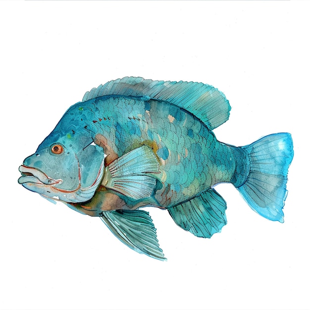 Um wrasse de cabeça corcunda desenho de mão bonito aquarela fundo branco vocabulário de animais bonitos para crianças do jardim de infância conceito