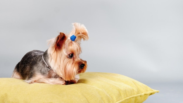 Um yorkshire terrier com uma cabeça bem aparada está deitado em um pil