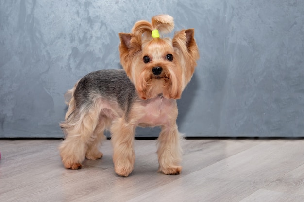 Um Yorkshire terrier com uma pelagem curta. Penteado para todos os dias.