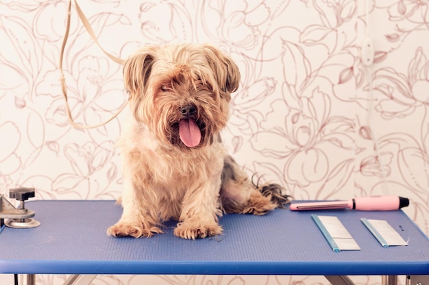 Um Yorkshire Terrier crescido em uma mesa de aliciamento com pentes de aliciamento de cães nele