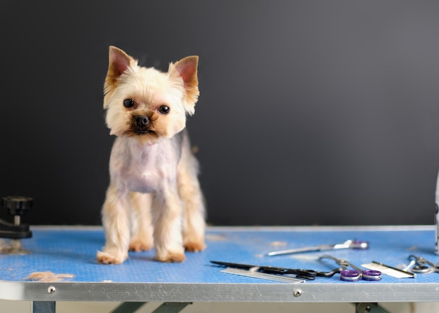 Um Yorkshire terrier em uma mesa de preparação em um fundo preto G