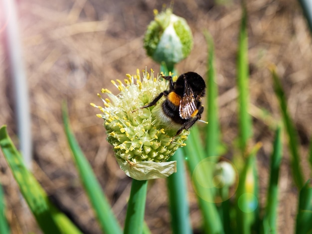 Um zangão coleta néctar de uma flor de cebola