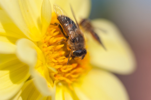 Uma abelha atrevida em um girassol fresco, amarelo, colhendo o néctar da flor. formato horizontal