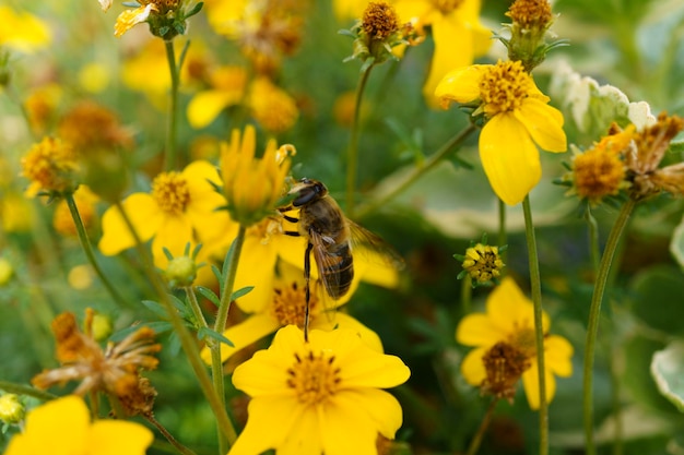 Uma abelha bebe néctar de flores em um canteiro de flores