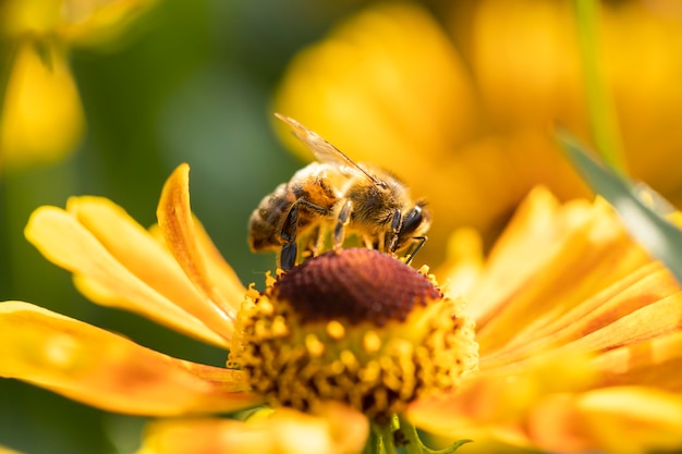 Foto uma abelha coleta néctar da flor do jardim