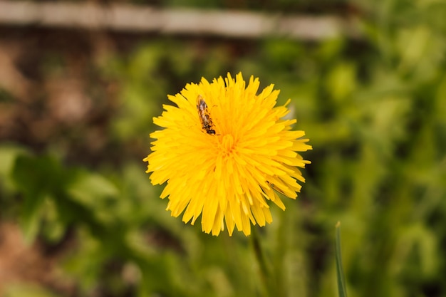 Uma abelha coleta néctar de um dente de leão na primavera