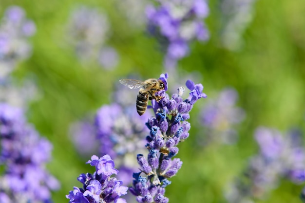 Uma abelha coleta néctar de uma flor de lavanda Closeup