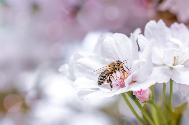 Uma abelha coleta o pólen das flores de sakura Fundos de verão e primavera Sakura branca em flor Lugar para uma inscrição Copyspace