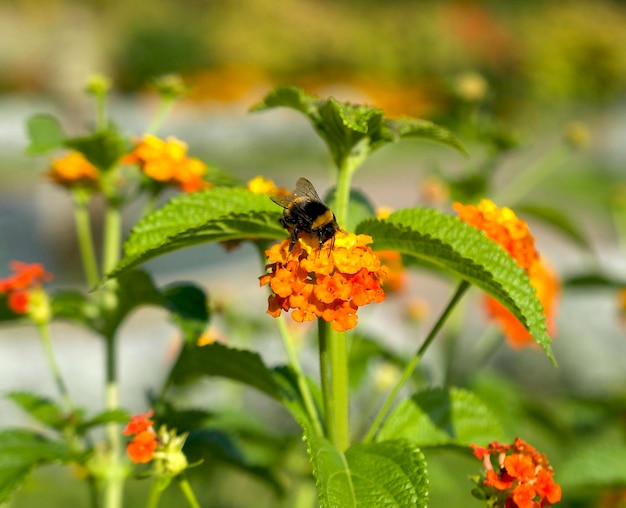 Uma abelha coleta pólen em uma flor de laranja brilhante em um fundo floral no parque