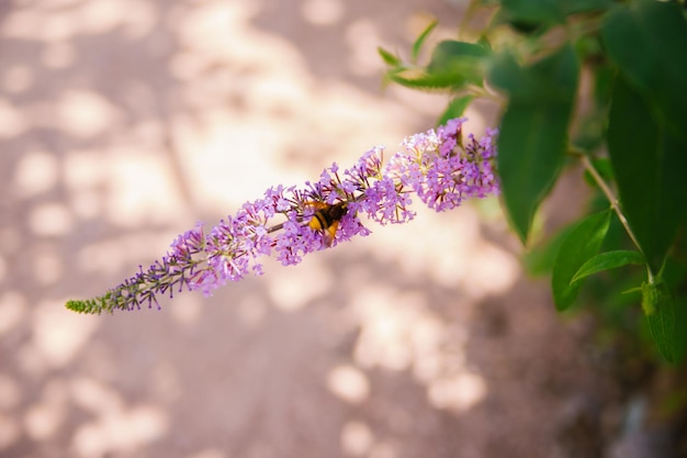 Uma abelha coletando pólen de uma flor roxa de budlea ou budlea também conhecida como arbusto de borboletaUm belo arbusto no jardim