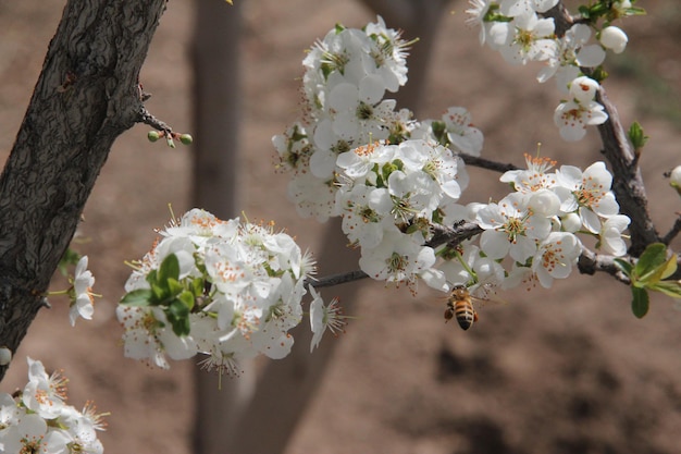 Uma abelha em um galho de árvore com flores brancas