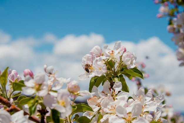 Uma abelha em uma árvore florescente com a palavra maçã, conceito de estações