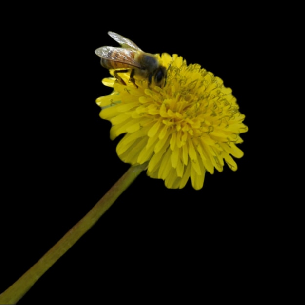 Uma abelha em uma flor amarela do dente-de-leão Abstração de fundo preto