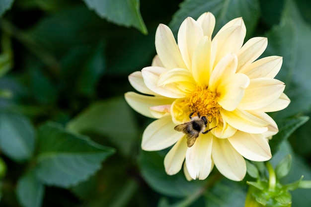 Uma abelha em uma flor amarela em close