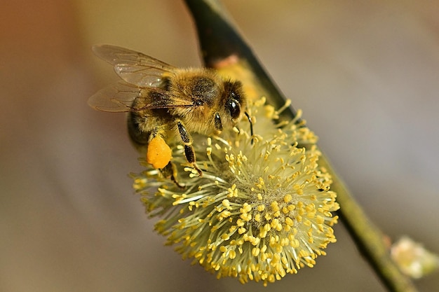 Uma abelha em uma flor com um centro amarelo