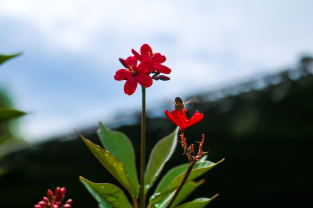 Foto uma abelha em uma flor com um céu azul ao fundo