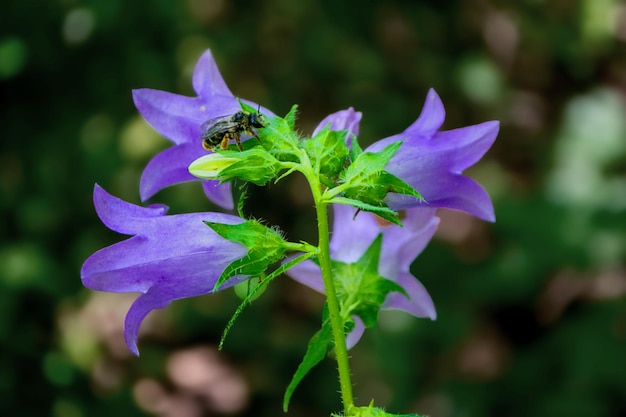 Uma abelha em uma flor com um fundo verde