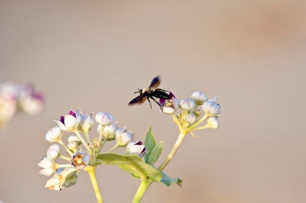 Uma abelha em uma flor com uma flor azul no fundo.