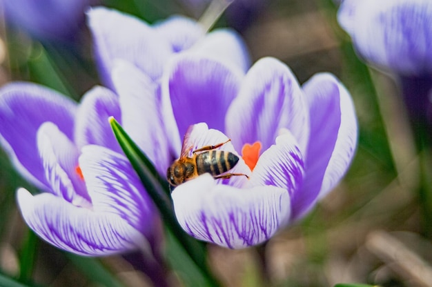 Uma abelha em uma flor de açafrão