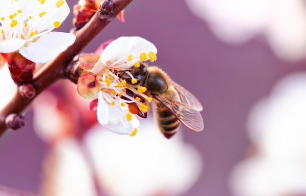 Uma abelha em uma flor de damasco Foco seletivo de closeup