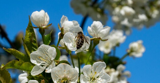 Uma abelha em uma flor na primavera