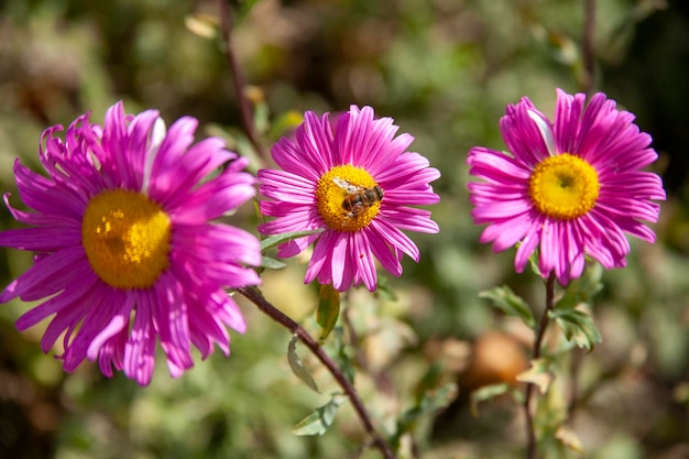 Uma abelha em uma flor no Uzbequistão